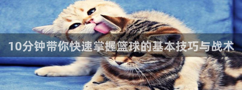 vsport体育官网下载：10分钟带你快速掌握篮球的基本技巧